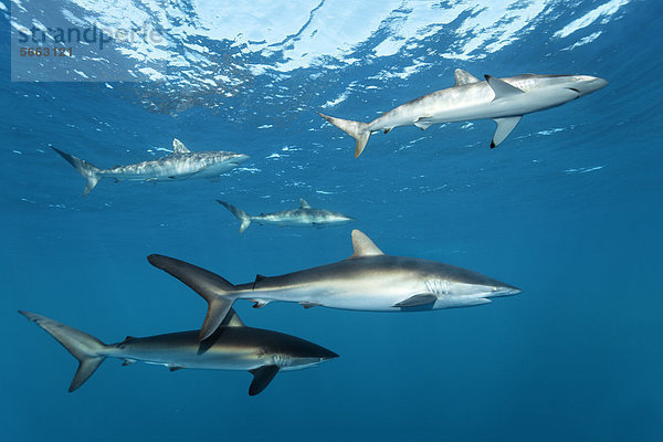Bodenhöhe Karibik Mittelamerika Hai schwimmen Seide unterhalb Karibisches Meer