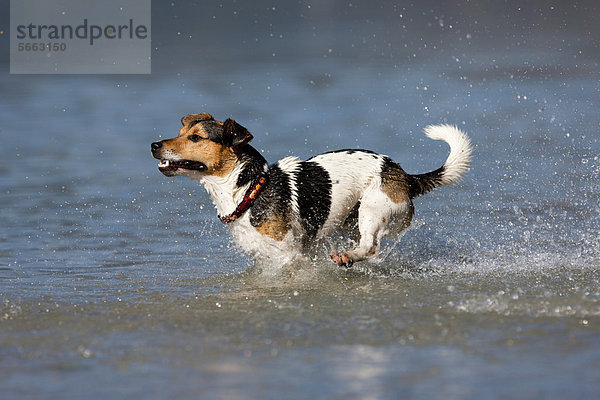 Jack Russell Terrier springt im Wasser  Nordtirol  Österreich  Europa