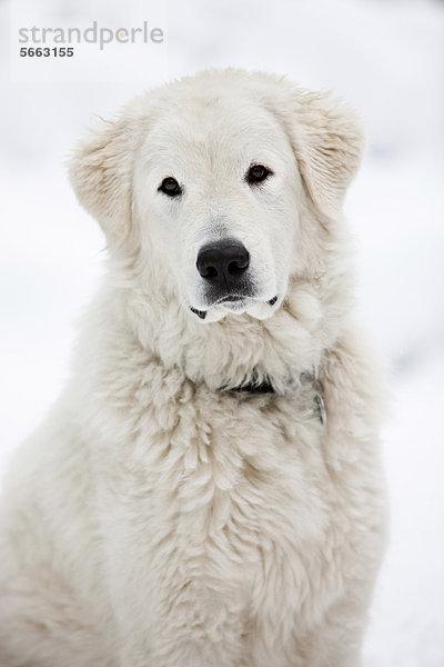 Maremmen-Abruzzen-Schäferhund  Portrait im Schnee  Nordtirol  Österreich  Europa