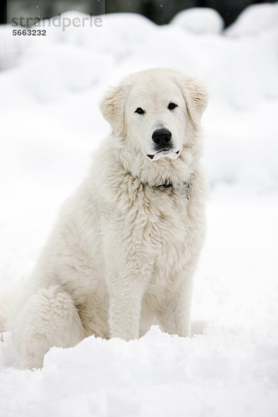 Maremmen-Abruzzen-Schäferhund  sitzt im Schnee  Nordtirol  Österreich  Europa