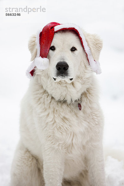 Europa Mütze Weihnachten Bobtail Österreich Maremma Schnee