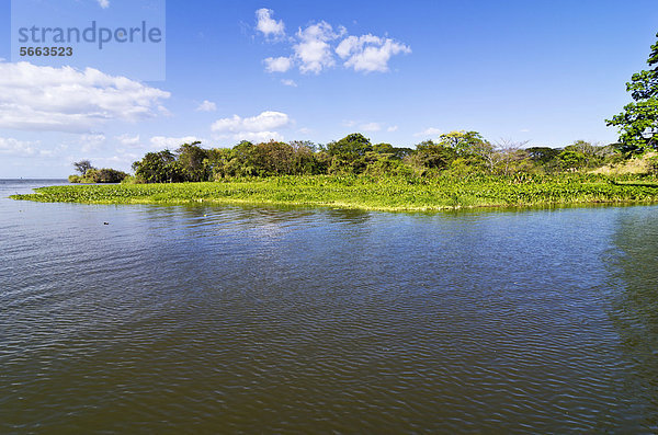 Tropische Vegetation im Nicaragua-See  Isletas  Lago de Nicaragua  Nicaragua  Mittelamerika