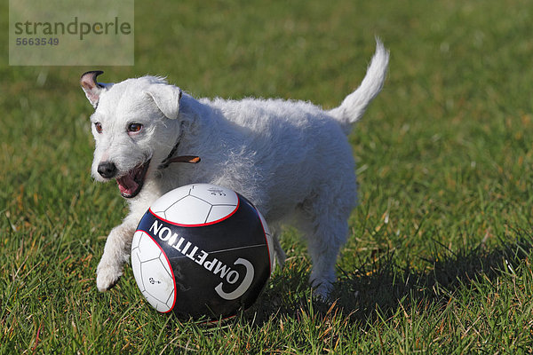 Parson Russell Terrier (Canis lupus familiaris) Hündin spielt mit Ball