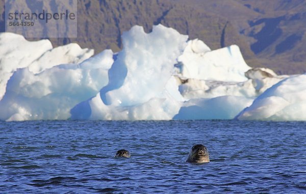 Seehunde im Gletschersee Jökulsarlon vor dem Gletscher Vatnajökull  Island  Europa