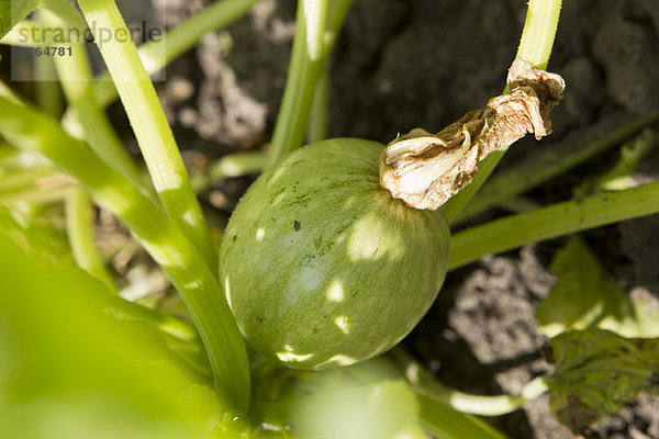 Globus-Zucchini  die auf der Pflanze wachsen