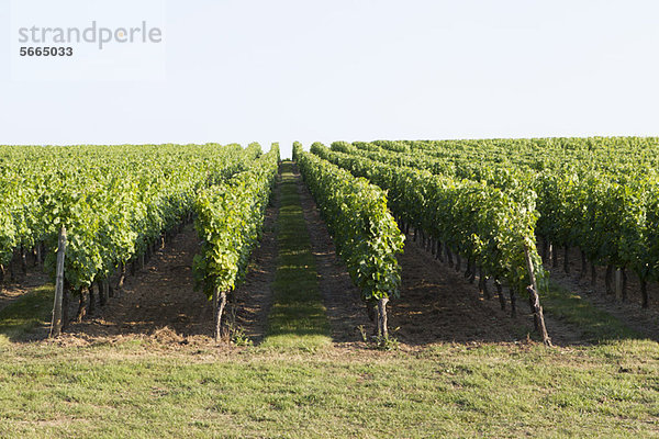 Weinberg  Bordeaux  Frankreich