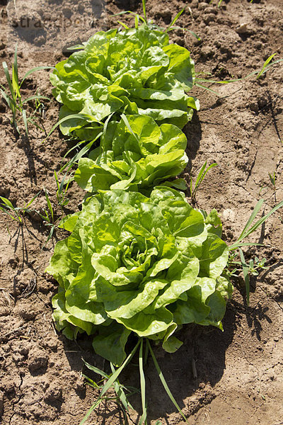 Salatanbau im Feld