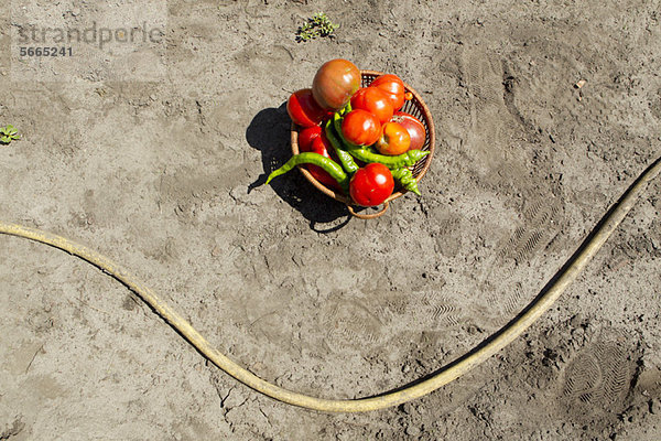 Frische Tomaten und Chilischoten im Korb