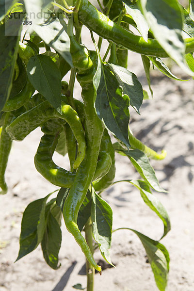Chili-Pfeffer-Pflanze