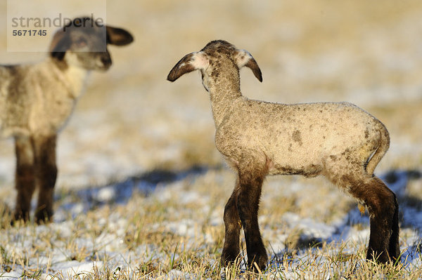 Zwei Lämmer auf verschneiter Wiese