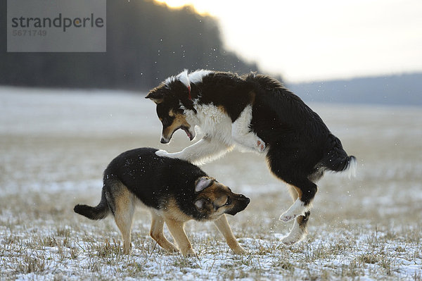 Australian Shepherd und Deutscher Schäferhund spielen auf einer Wiese im Schnee