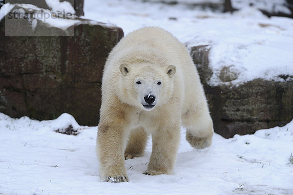 Eisbär (Ursus maritimus) geht im Schnee