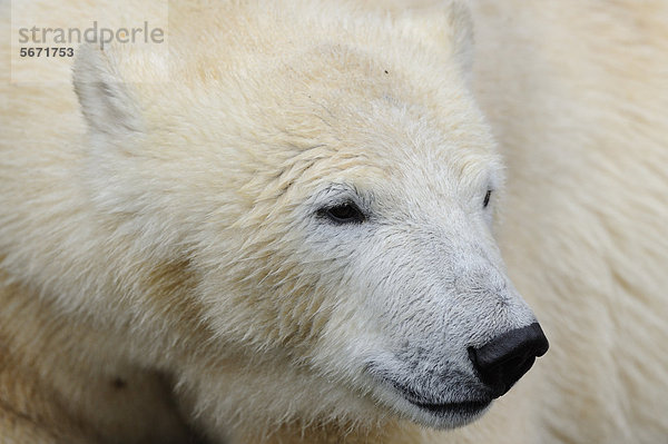 Eisbär (Ursus maritimus)  Portrait