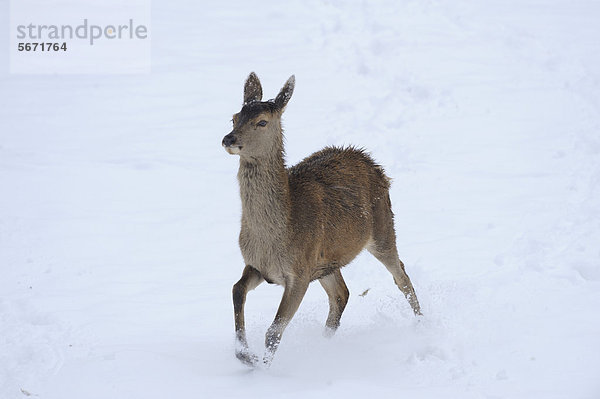 Rothirsch (Cervus elaphus) rennt im Schnee