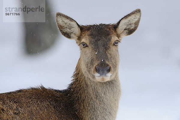 Rothirsch (Cervus elaphus)  Portrait