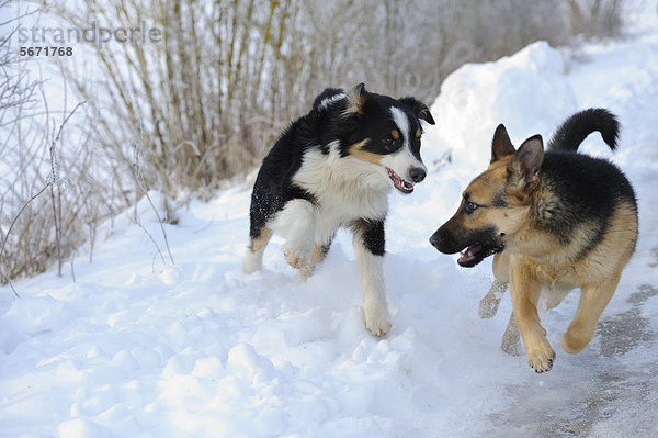 Australian Shepherd und Deutscher Schäferhund laufen im Schnee