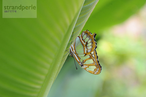 Bambuspage (Siproeta stelenes)