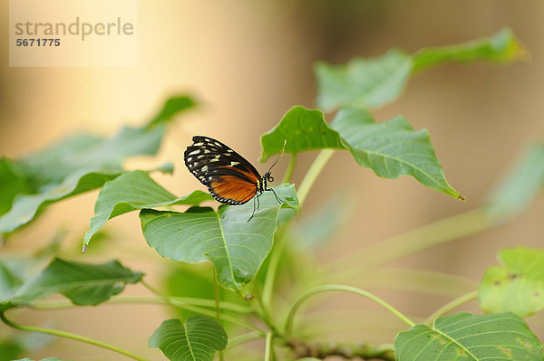 Tiger-Passionsfalter (Heliconius ismenius)