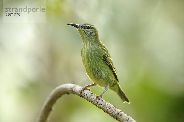 Weiblicher Türkisnaschvogel (Cyanerpes cyaneus) hockt auf einem Ast