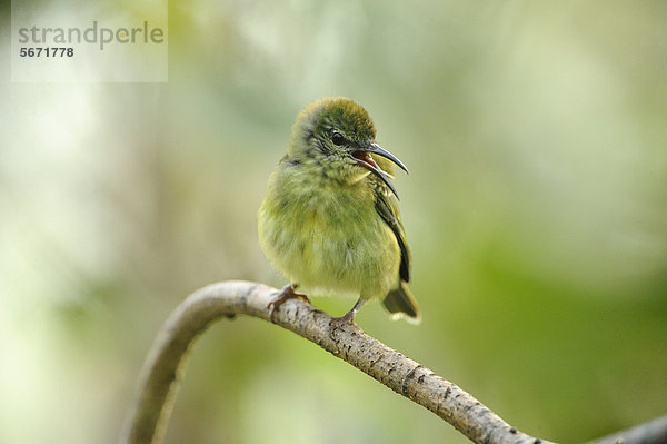 Weiblicher Türkisnaschvogel (Cyanerpes cyaneus) hockt auf einem Ast