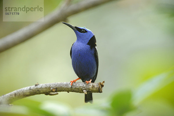 Männlicher Türkisnaschvogel (Cyanerpes cyaneus) hockt auf einem Ast