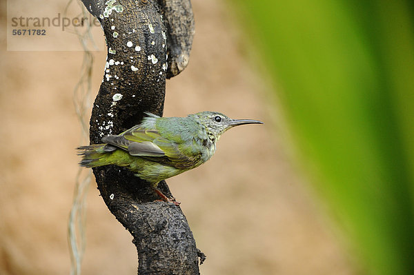 Weiblicher Türkisnaschvogel (Cyanerpes cyaneus) hockt auf einem Ast