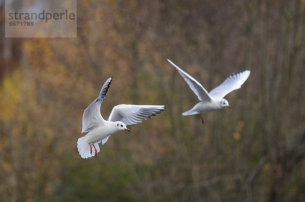 Zwei fliegende Lachmöwen (Larus ridibundus)