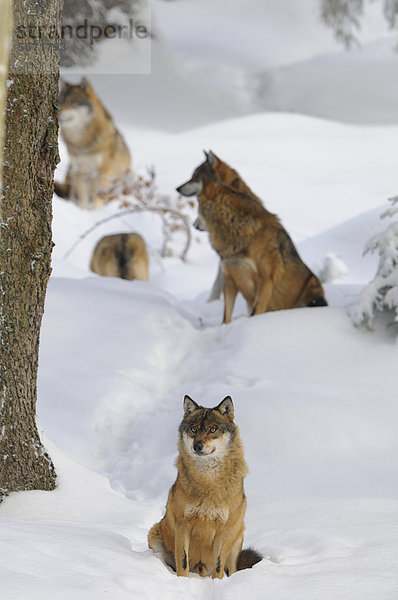 Wolfsrudel im Schnee