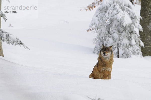 Grauwolf Canis lupus pambasileus Schnee