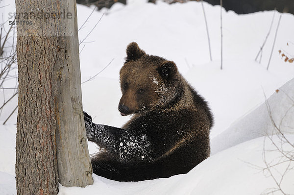 Europäischer Braunbär (Ursus arctos arctos) im Schnee