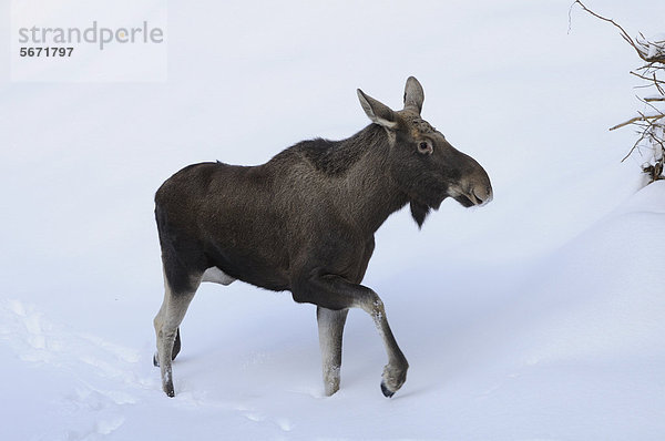 Elch (Alces alces) im Schnee