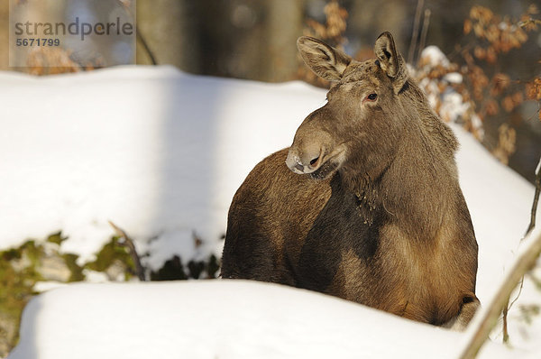 Elch (Alces alces) im Schnee