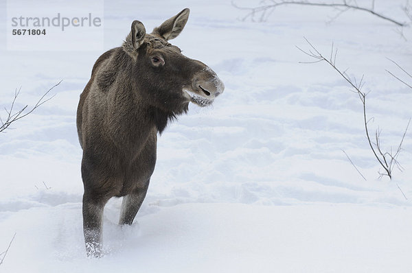 Elch (Alces alces) im Schnee