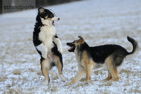 Australian Shepherd und Deutscher Schäferhund spielen auf einer Wiese im Schnee