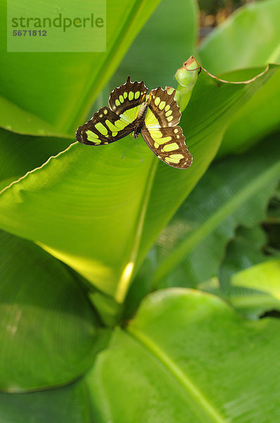 Bambuspage (Siproeta stelenes)