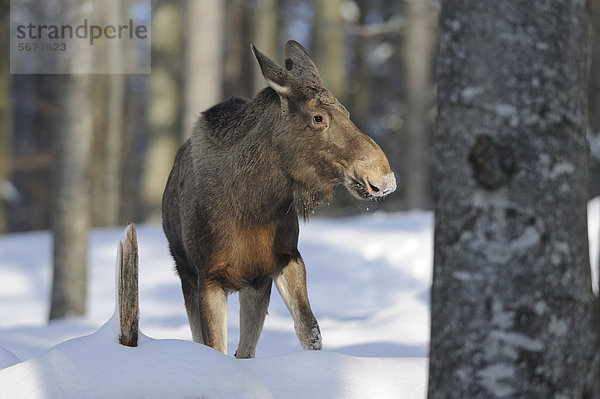 Elch (Alces alces) im Schnee