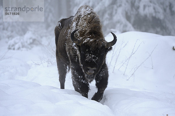 Wisent (Bison bonasus) im Schnee