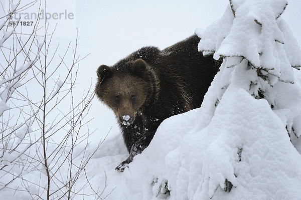 Europäischer Braunbär (Ursus arctos arctos) im Schnee