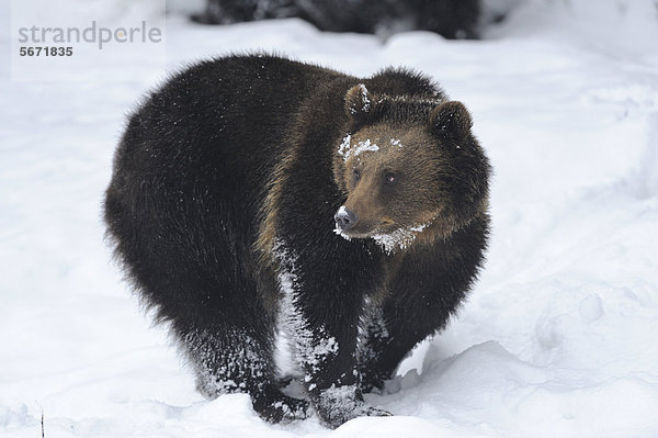 Europäischer Braunbär (Ursus arctos arctos) im Schnee