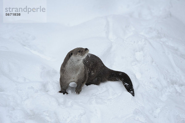 Fischotter (Lutra lutra) im Schnee