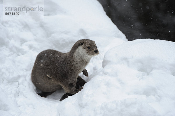 Fischotter (Lutra lutra) im Schnee