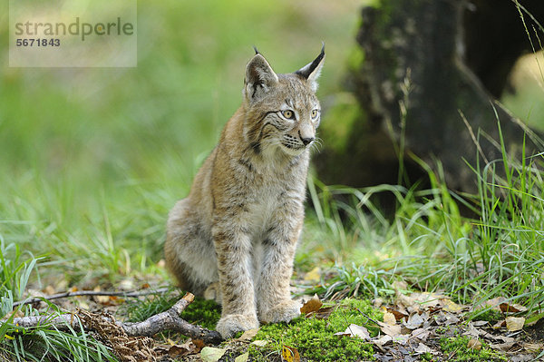 Junger Eurasischer Luchs (Lynx lynx)