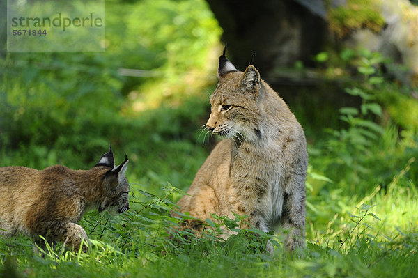 Eurasischer Luchs (Lynx lynx) mit Jungtier