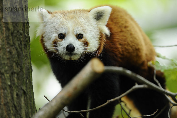 Kleiner Panda (Ailurus fulgens) im Unterholz