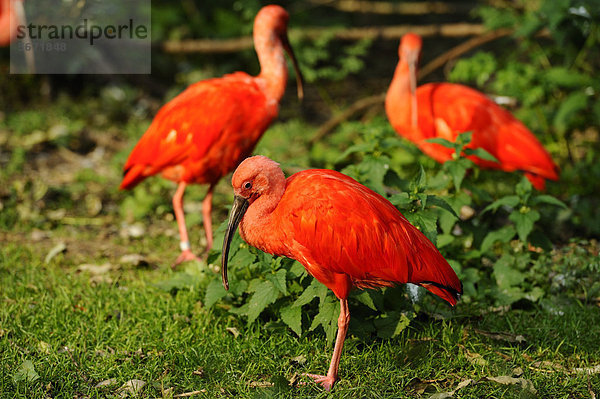 Roter Sichler (Eudocimus ruber)