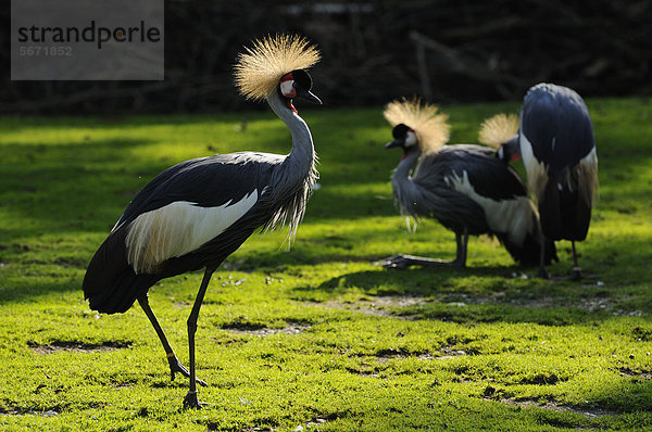 Südafrika-Kronenkraniche (Balearica regulorum) auf einer Wiese