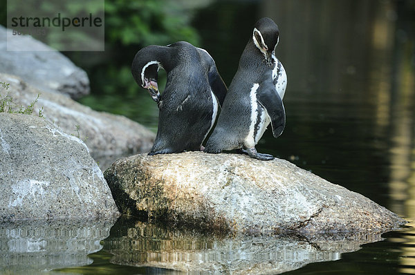 Zwei Humboldt-Pinguine (Spheniscus humboldti) stehen am Wasser