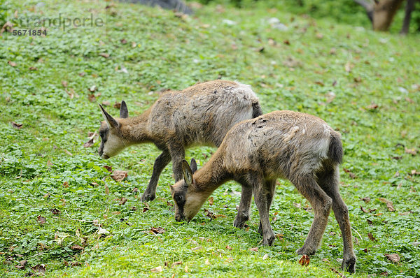 Zwei junge Abruzzengämsen (Rupicapra rupicapra ornata)