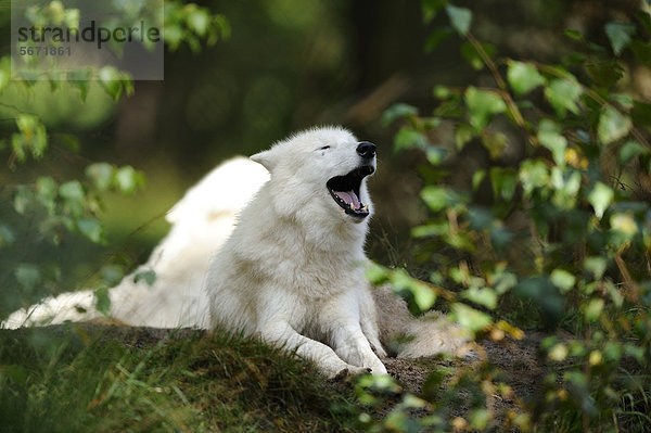 Heulender Polarwolf (Canis lupus arctos)