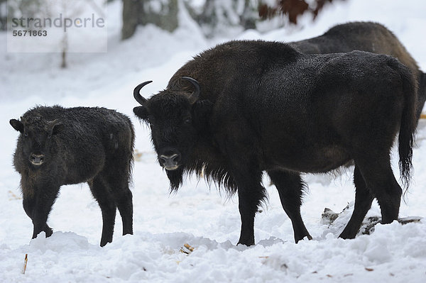 Wisente (Bison bonasus) stehen im Schnee